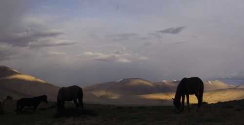 TREKKING IN LADAKH | CHANGTANG 2017